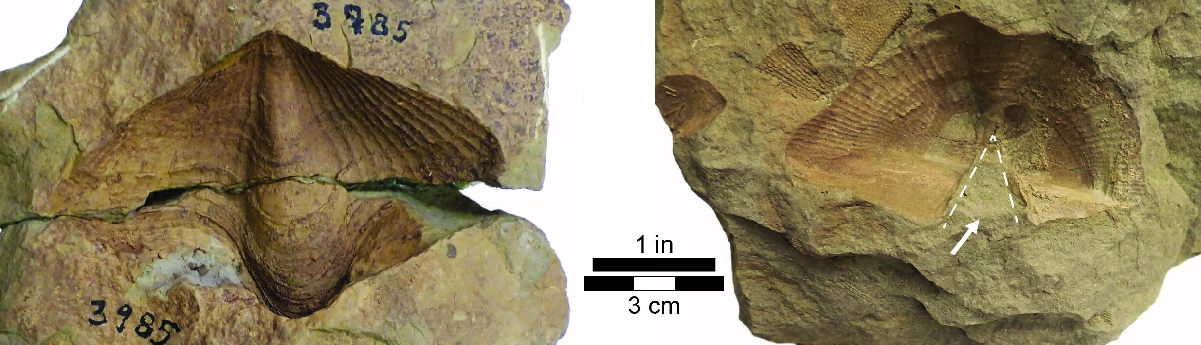 Syringothyris specimens